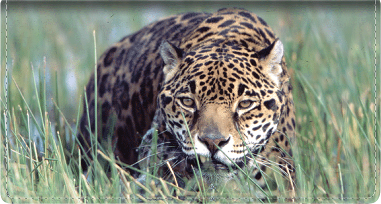 Defenders of Wildlife® Big Cats Checks
